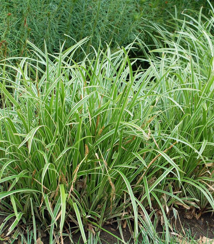 CAREX MORROWII `ICE DANCE`