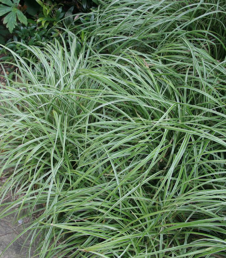 CAREX MORROWII `SILVER SCEPTRE`