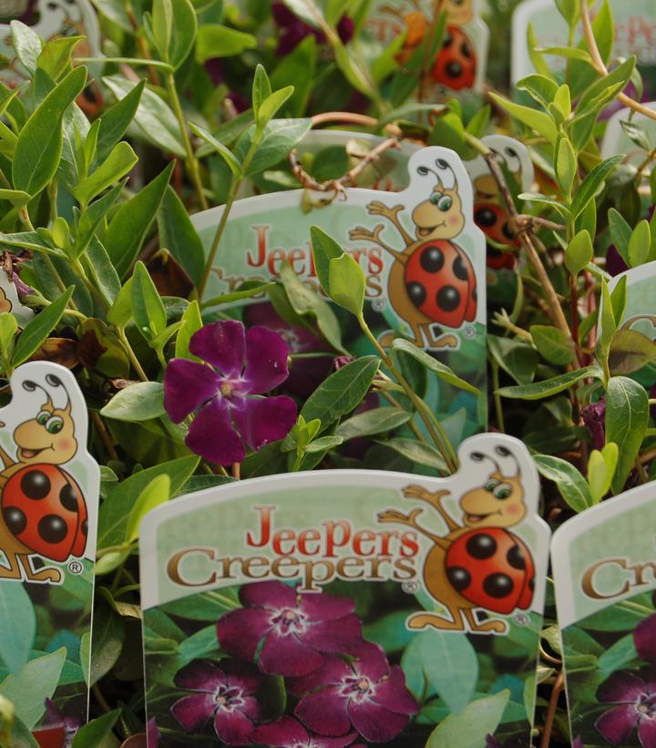 VINCA MINOR `ATROPURPUREA` - 3`` POT