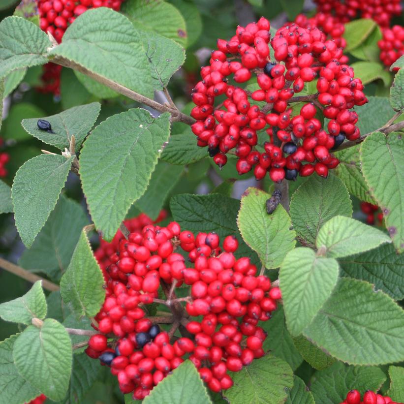 VIBURNUM LANT X RHYT. `RED BALLOON`