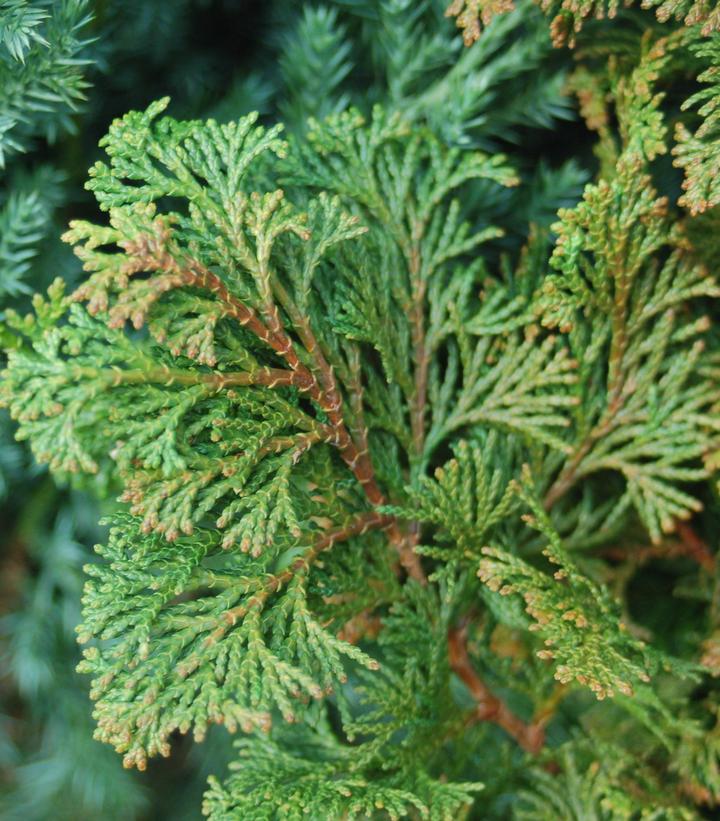 CHAMAECYPARIS. obt. Gracilis Aurea 4-5'-Hinoki cypress
