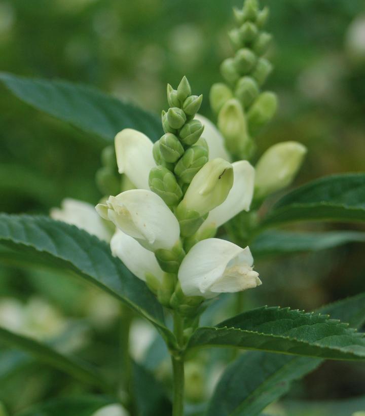 CHELONE GLABRA