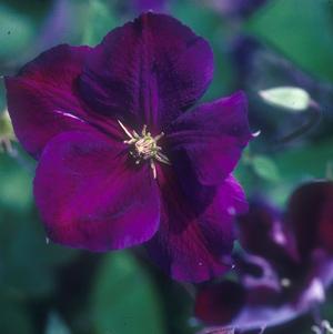 CLEMATIS JACKMANII `SUPERBA`