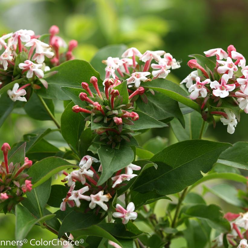 ABELIA `SWEET EMOTION`