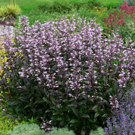 PENSTEMON `DARK TOWERS`