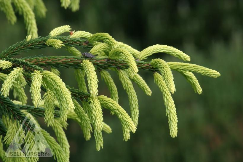 PICEA orient. Early Gold 6-7'-Oriental spruce