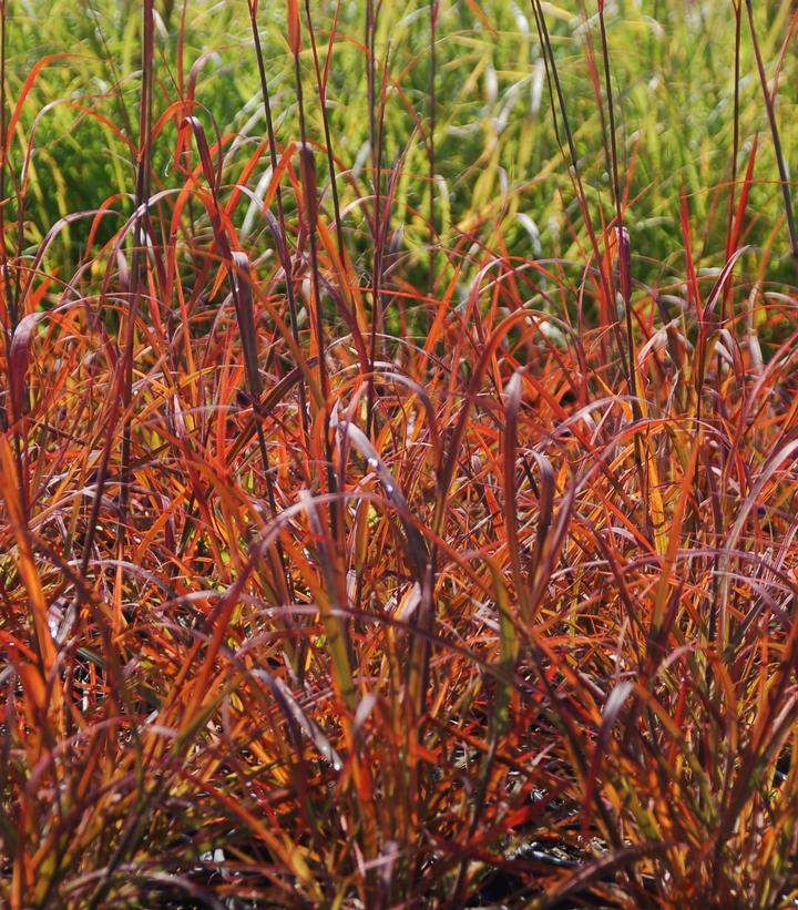 ANDROPOGON GERARDII `RED OCTOBER`
