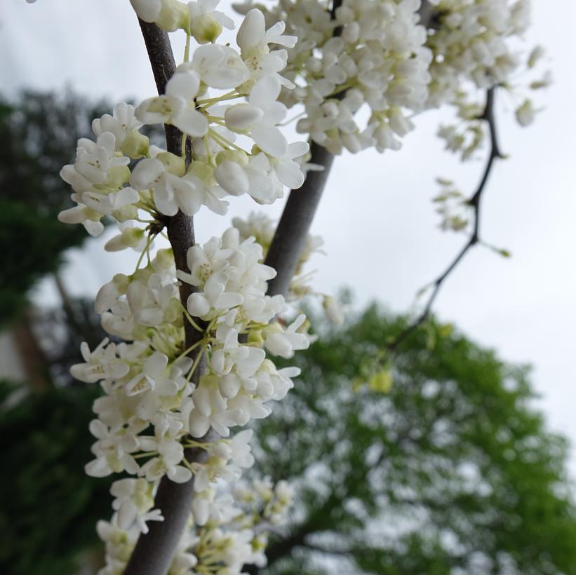 CERCIS CANADENSIS `VANILLA TWIST`