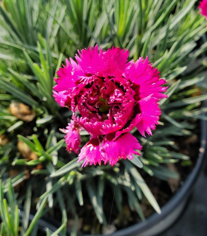 Dianthus FRUIT PUNCH® `Spiked Punch`