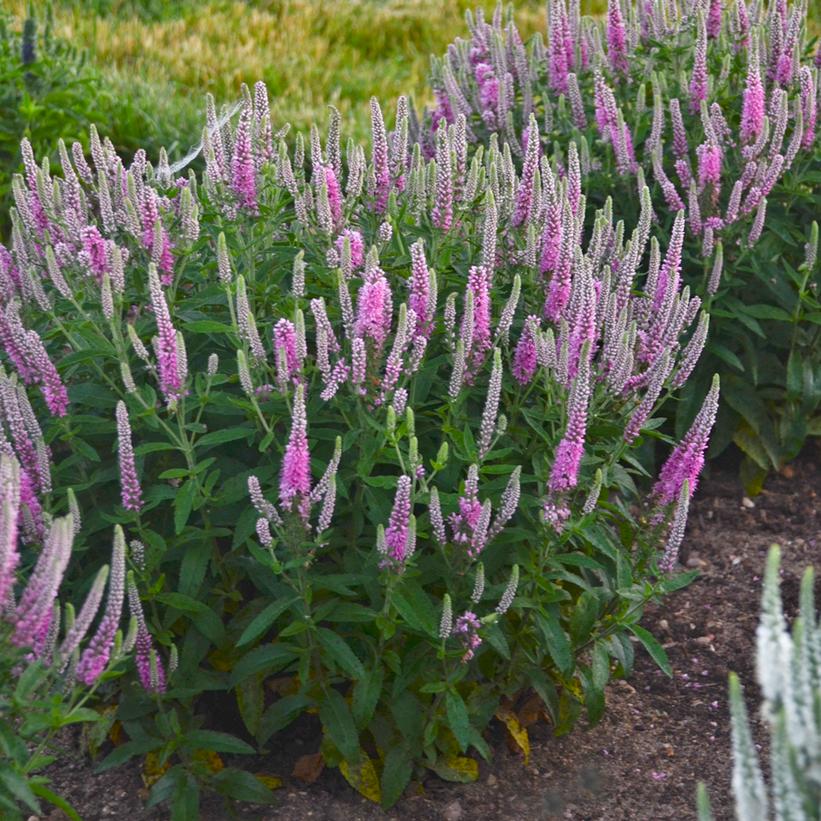 VERONICA MS `PINK POTION`