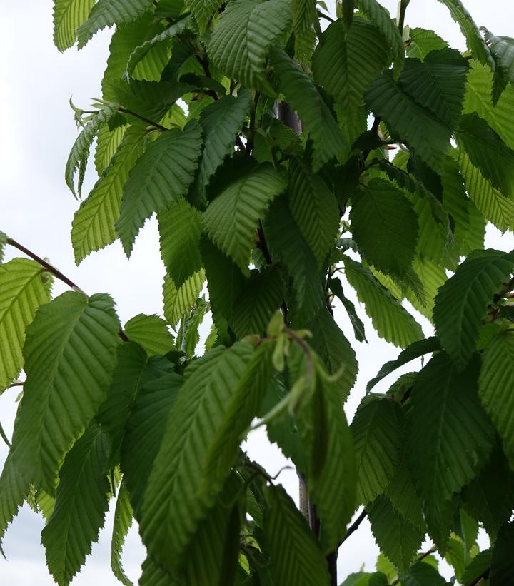 CARPINUS bet. Frans Fontaine-European hornbeam