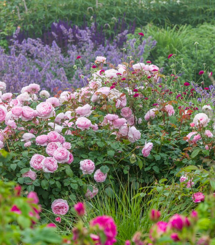 ROSA `OLIVIA ROSE AUSTIN`