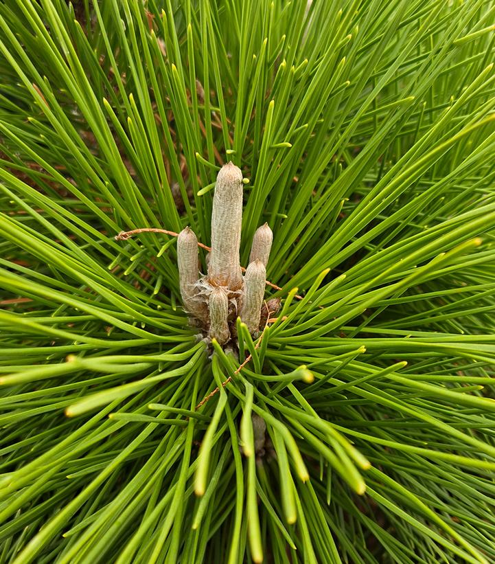 PINUS THUNBERGII `THUNDERHEAD`