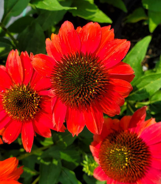 ECHINACEA SUMMERSONG FIREFINCH