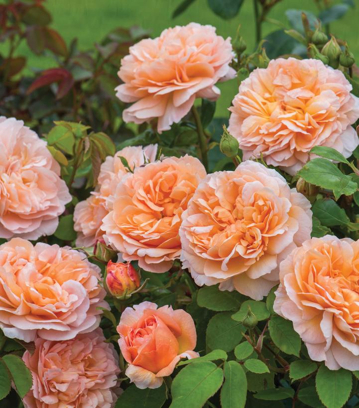 ROSA `THE LADY GARDENER`