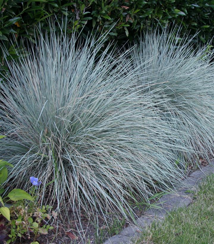 HELICTOTRICHON SEMPERVIRENS `SAPPHIRE`