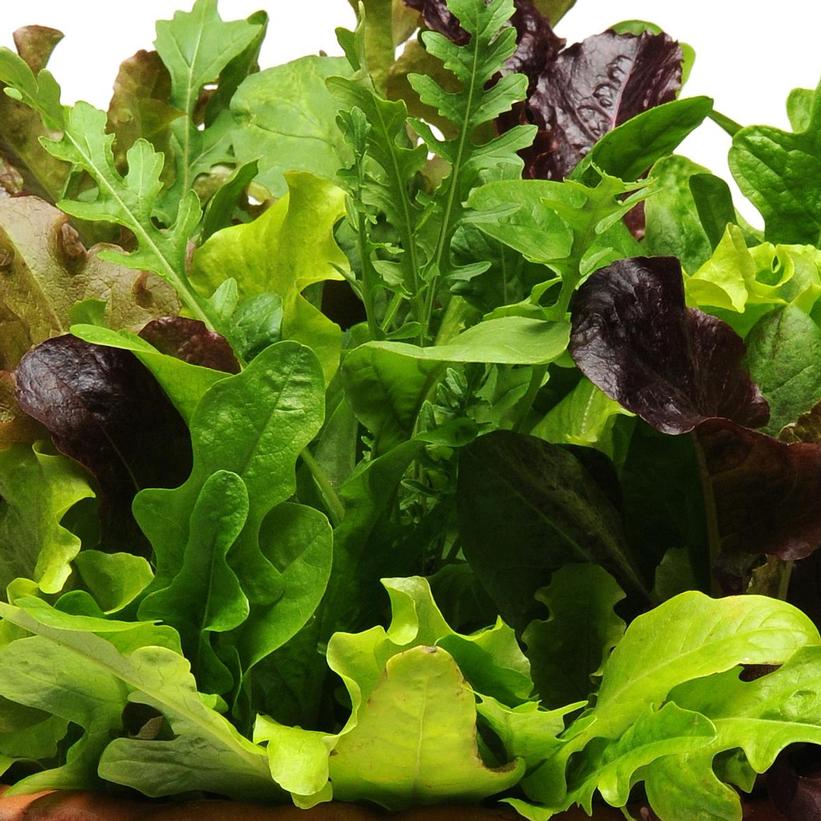 SIMPLY SALAD `ALFRESCO`