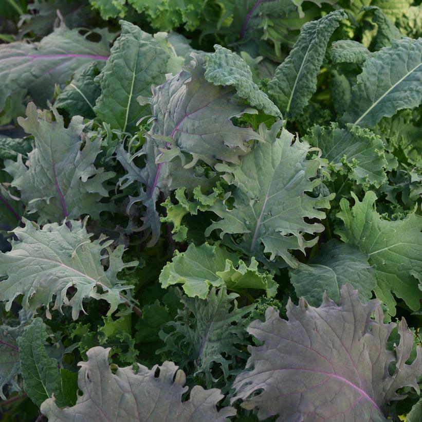 SIMPLY SALAD `KALE STORM`