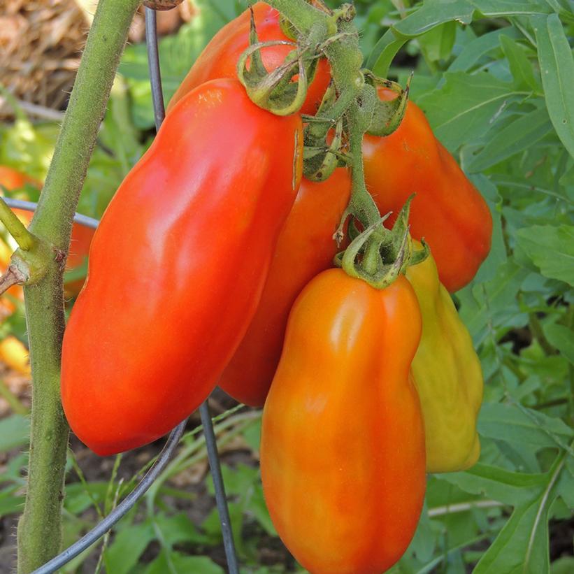 TOMATO `MARIANA` (PASTE)