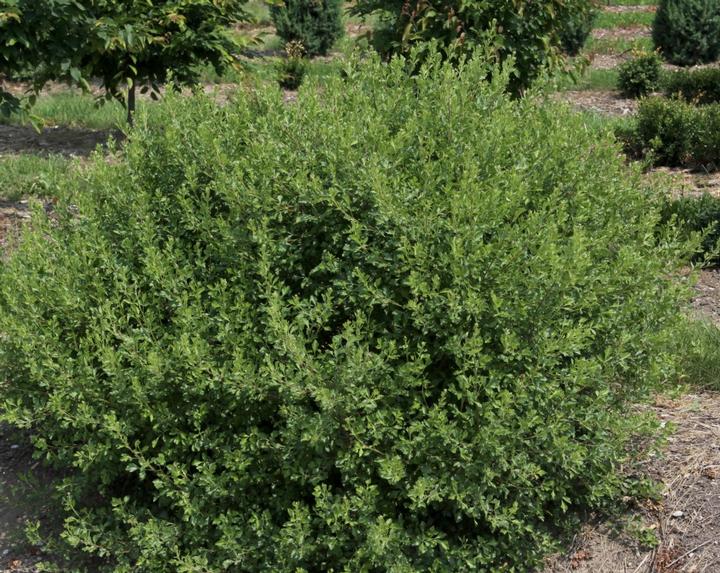 RHUS AROMATICA `LACETTE`