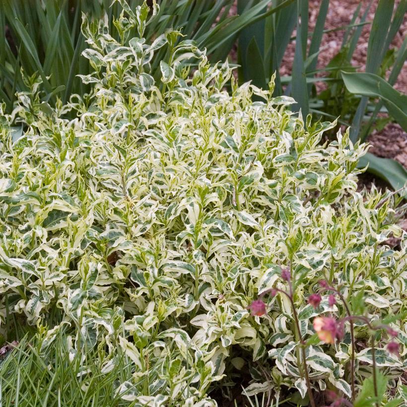 DIERVILLA SESSILIFOLIA `COOL SPLASH`