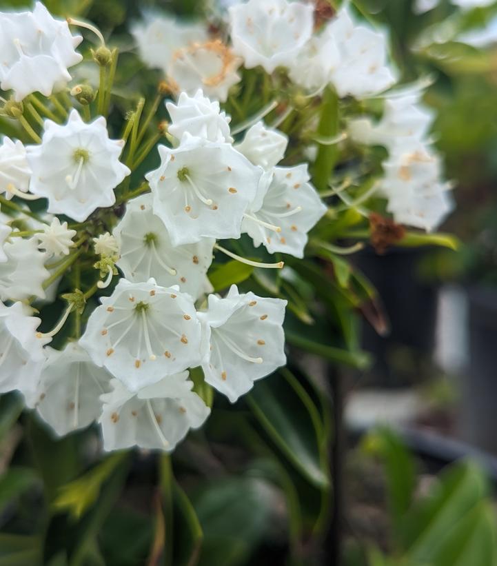 KALMIA LATIFOLIA `PRISTINE`-Mountain Laurel