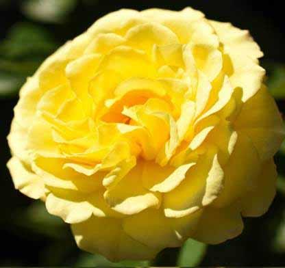 ROSA `TRUE FRIENDSHIP`