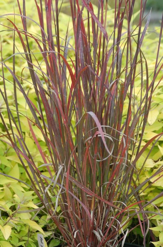 ANDROPOGON GERARDII `RAIN DANCE`