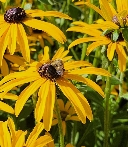 RUDBECKIA FULGIDA VAR. DEAMII