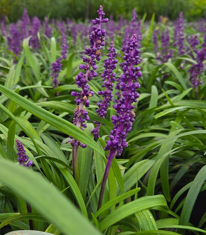 LIRIOPE `ROYAL PURPLE`-lilyturf