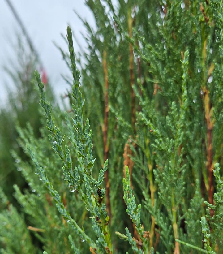 JUNIPERUS SCOPULORUM `SKYROCKET`-Juniper
