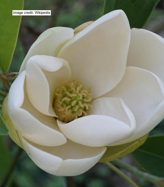Sweetbay Magnolia | MAGNOLIA VIRGINIANA | 10-12 B&B Tree