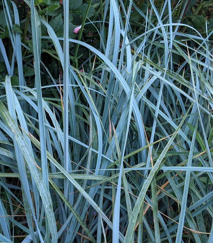 LEYMUS ARENARIUS `BLUE DUNE`