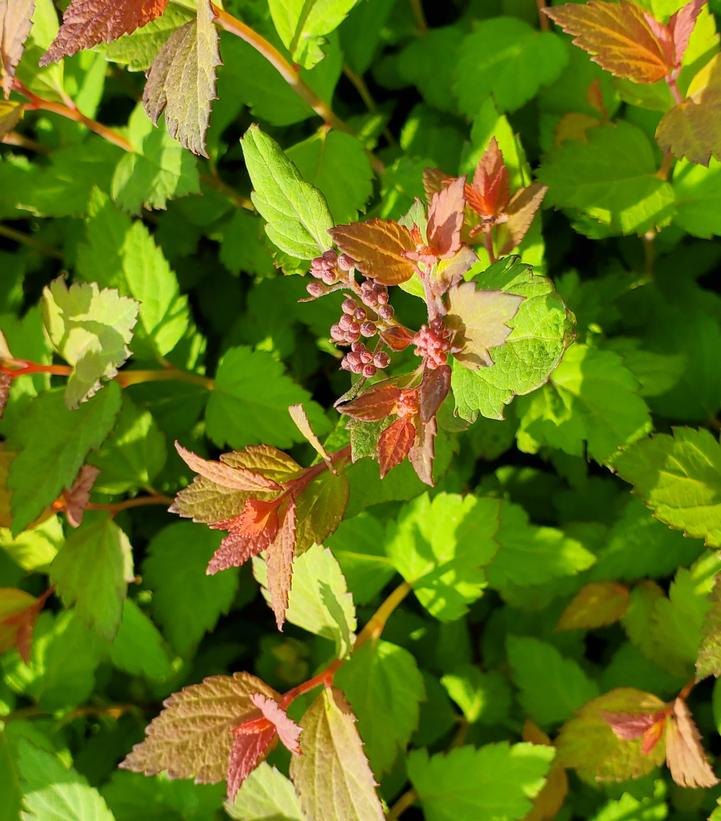 SPIRAEA `PINEAPPLE POPROCKS`