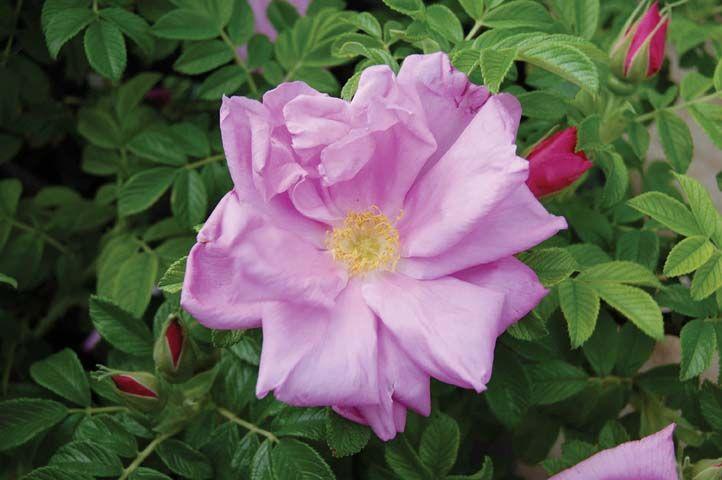 ROSA X `PINK PAVEMENT`