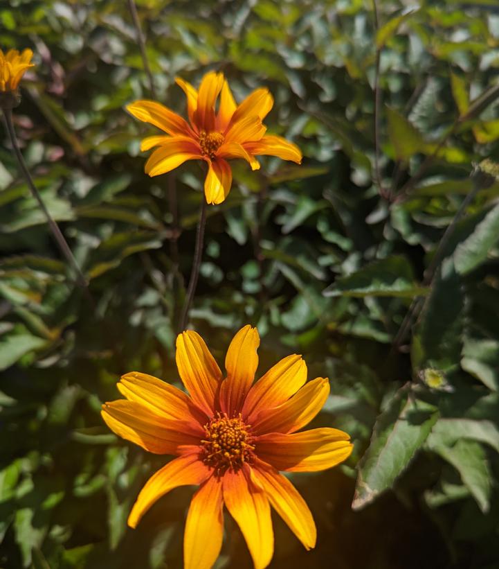 HELIOPSIS HELIANTHOIDES `BURNING HEARTS`