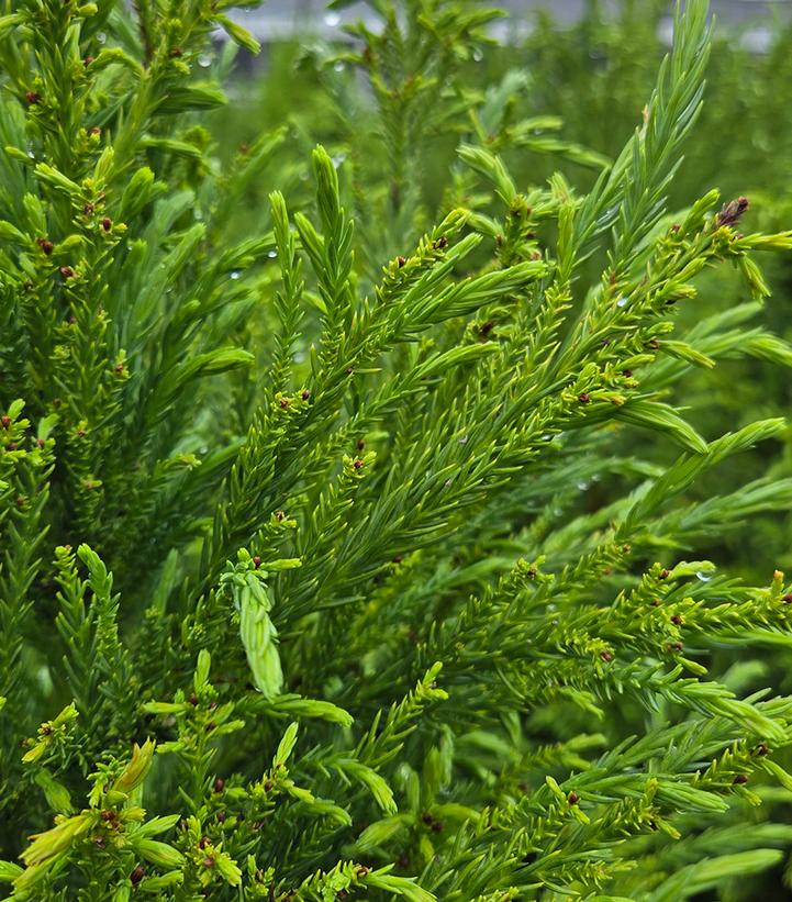 CRYPTOMERIA JAPONICA `YOSHINO`-Japanese cedar