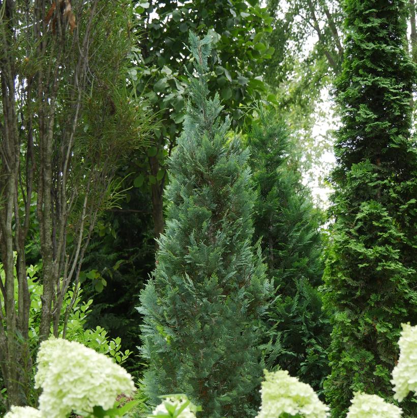 CHAMAECYPARIS LAW. `PINPOINT BLUE`