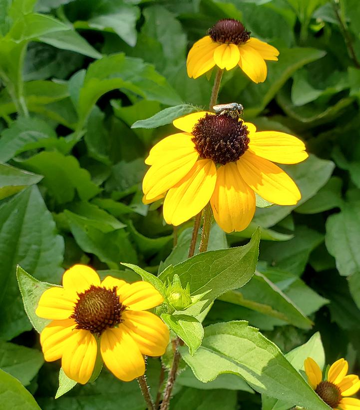 RUDBECKIA TRILOBA `BLACKJACK GOLD`