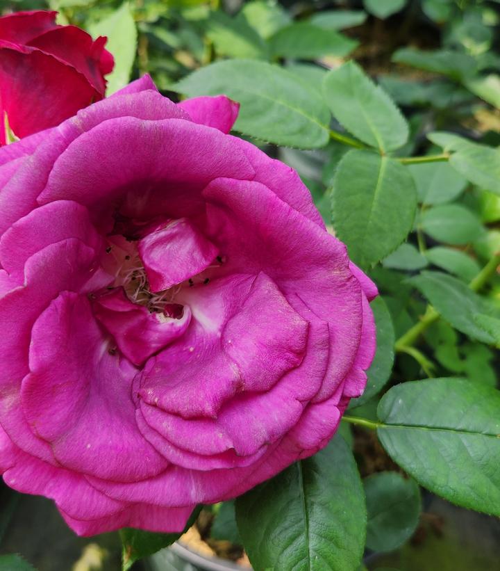 ROSA BRINDABELLA `PURPLE PRINCE`