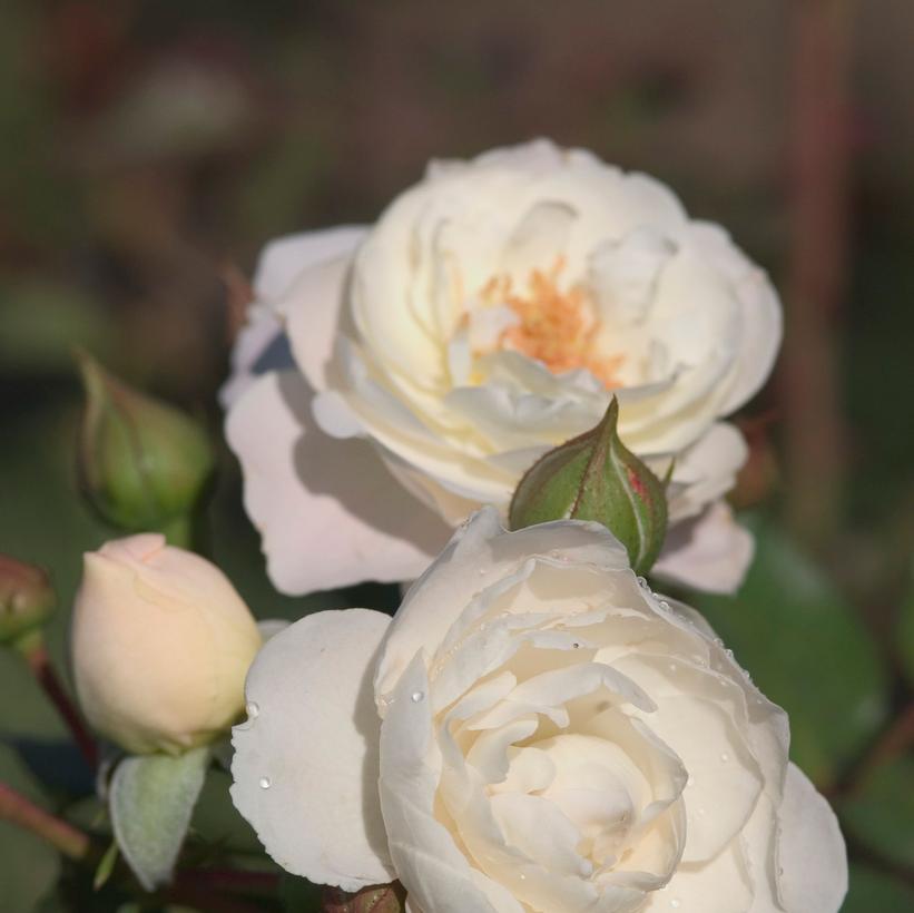ROSA EE `SNOWDRIFT`