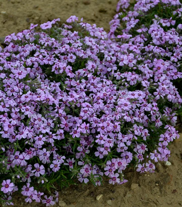 PHLOX SUBULATA `EYE CANDY`