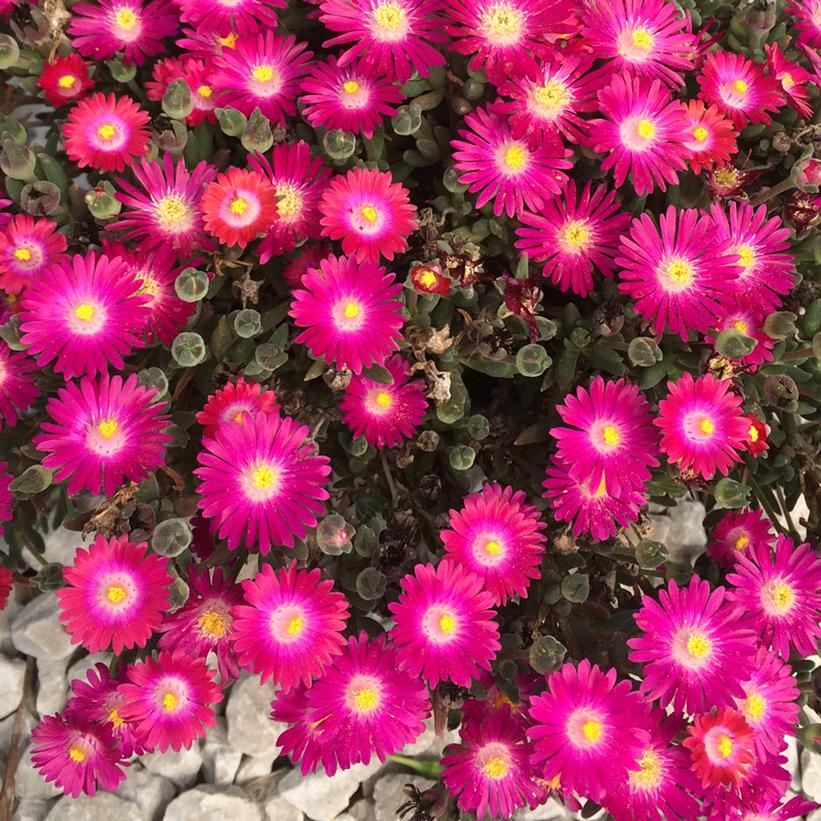 DELOSPERMA JEWEL DESERT `AMETHYST`