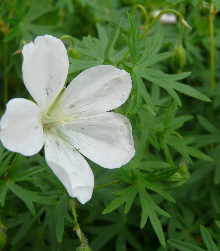 GERANIUM SANGUINEUM