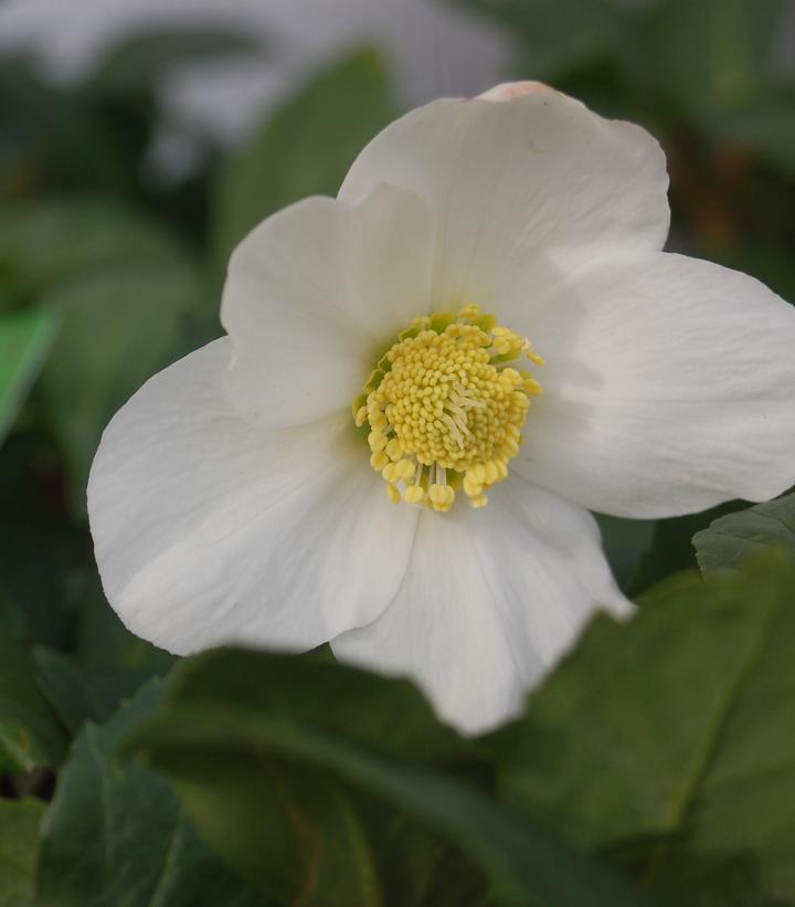 HELLEBORUS NIGER `HGC JACOB`