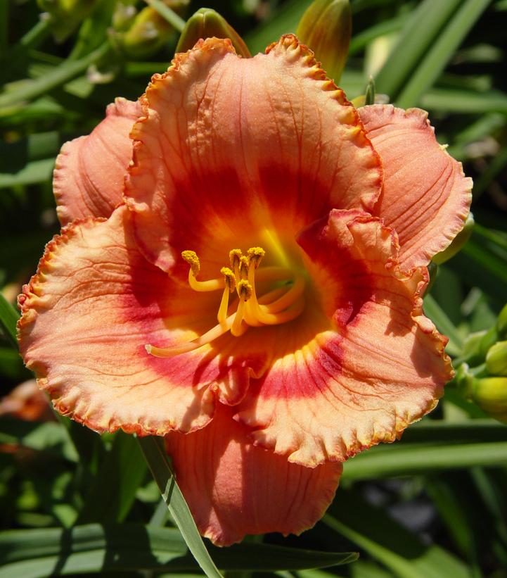 HEMEROCALLIS `STRAWBERRY CANDY`