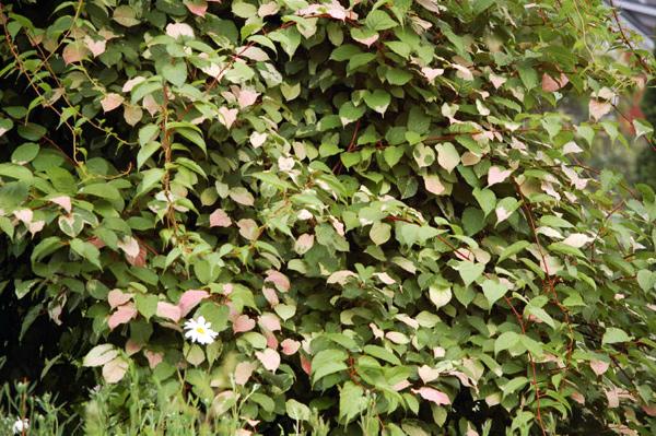 ACTINIDIA KOL. `ARCTIC BEAUTY`