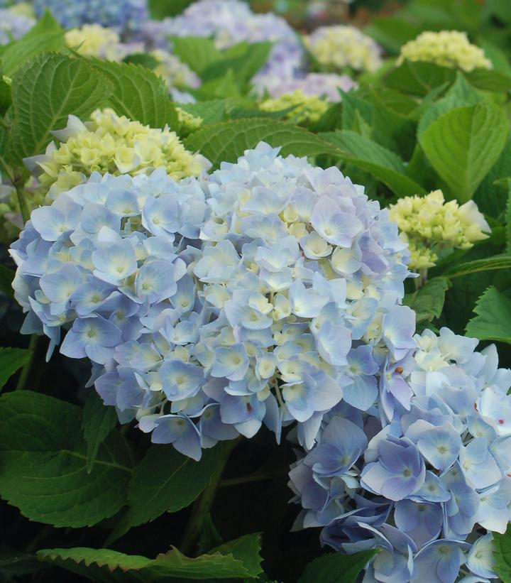 Hydrangea mac. Endless Summer-Bigleaf hydrangea