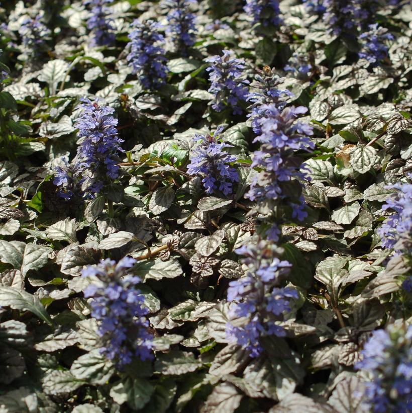 AJUGA PYRAMIDALIS `METALICA CRISPA` - 3`` POT