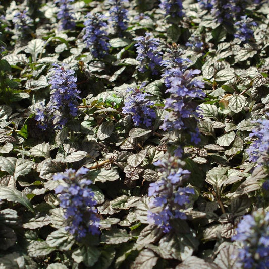 AJUGA PYRAMIDALIS `METALICA CRISPA` - 3`` POT